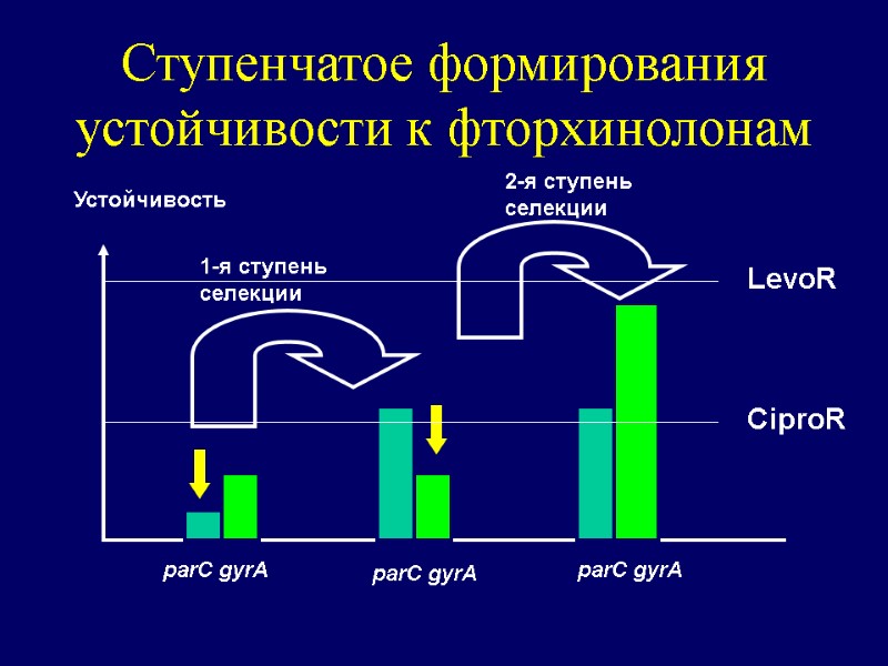 Ступенчатое формирования устойчивости к фторхинолонам Устойчивость  parC gyrA parC gyrA parC gyrA 1-я